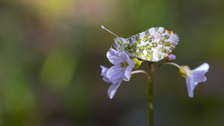 Conférence Biodiversité : état de la situation avec Allain Bougrain-Dubourg